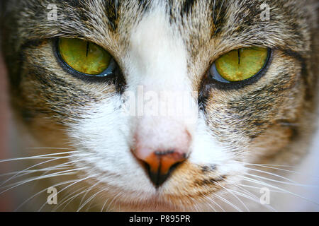 Close-up du visage de chat à poils courts Banque D'Images
