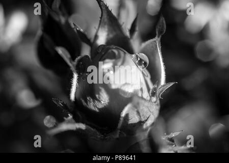 La macro photographie de petite usine de nouveau-né - Noir et blanc Banque D'Images