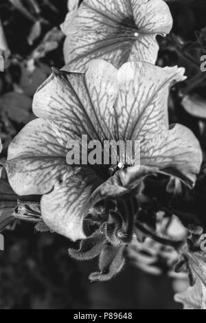 La macro photographie de petite usine de nouveau-né - Noir et blanc Banque D'Images