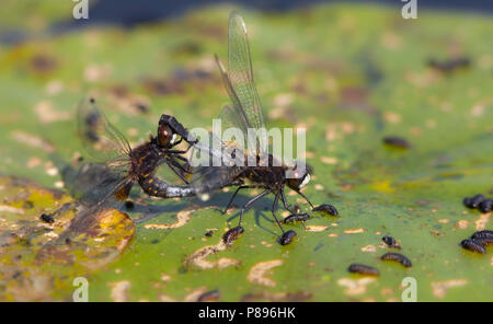 Imago Sierlijke witsnuitlibel Whiteface Lilypad adultes ; Banque D'Images