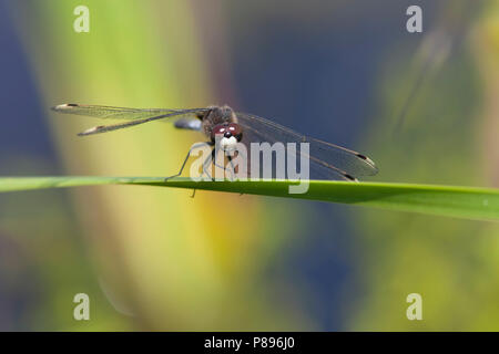 Imago Sierlijke witsnuitlibel Whiteface Lilypad adultes ; Banque D'Images