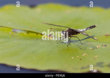 Imago Sierlijke witsnuitlibel Whiteface Lilypad adultes ; Banque D'Images