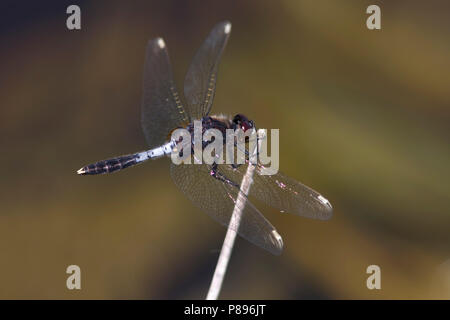 Imago Sierlijke witsnuitlibel Whiteface Lilypad adultes ; Banque D'Images