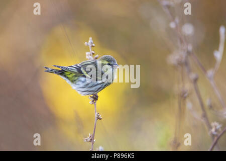 Eurasian Siskin Carduelis spinus, Sijs, Banque D'Images