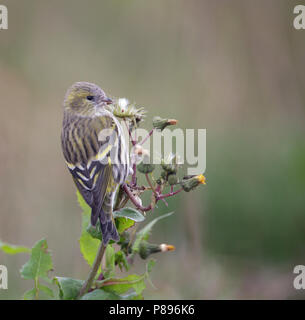 Eurasian Siskin Carduelis spinus, Sijs, Banque D'Images