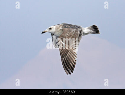 Schisteux immatures Goéland marin (Larus schistisagus) hivernant au Japon. Banque D'Images