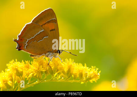 Sleedoornpage / Brown Hairstreak (Thecla betulae) Banque D'Images