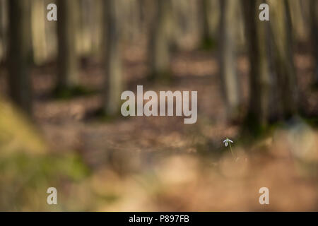 Sneeuwklokjes in het bos ; commun Snowdrop dans la forêt Banque D'Images