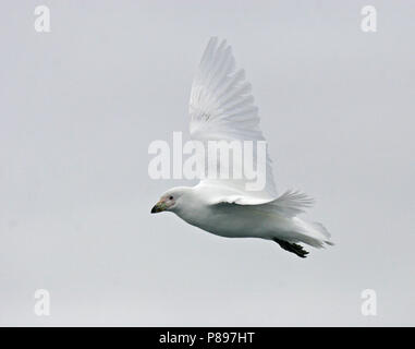 Sheathbill enneigé (Chionis albus) en vol Banque D'Images