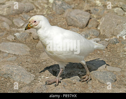 Sheathbill enneigé (Chionis albus) Banque D'Images