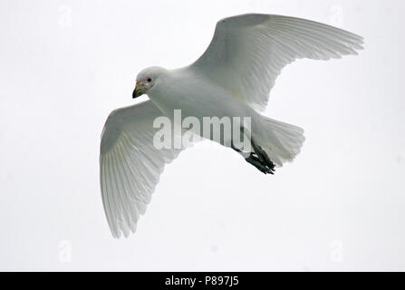 Sheathbill enneigé (Chionis albus) en vol Banque D'Images