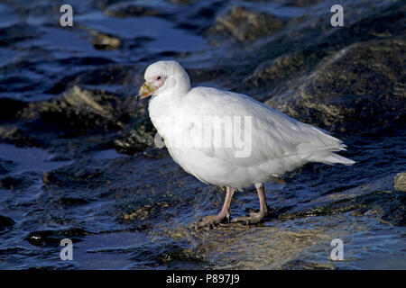 Sheathbill enneigé (Chionis albus) Banque D'Images