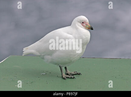 Sheathbill enneigé (Chionis albus) reposant sur un navire de croisière expédition en Antarctique. Banque D'Images