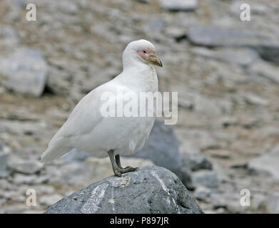 Sheathbill enneigé (Chionis albus) Banque D'Images