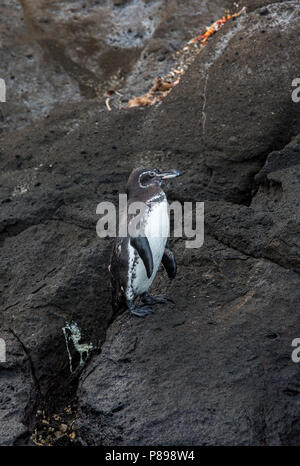 Îles Galápagos (Spheniscus mendiculus), un rare endémique des îles Galapagos Banque D'Images
