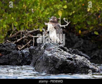 Îles Galápagos (Spheniscus mendiculus), un rare endémique des îles Galapagos Banque D'Images