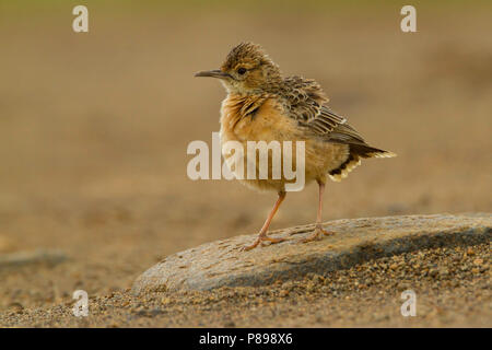 Spike-heeled Lark (Chersomanes albofasciata) Banque D'Images