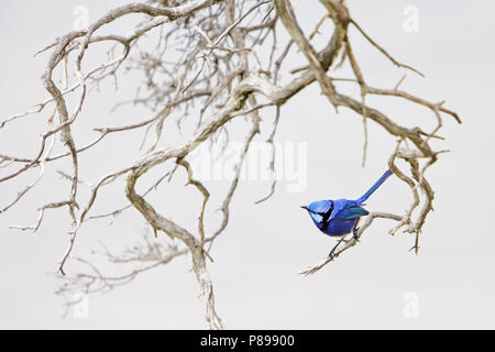 (Malurus splendens Fairywren splendide) assis dans un buisson collante Banque D'Images