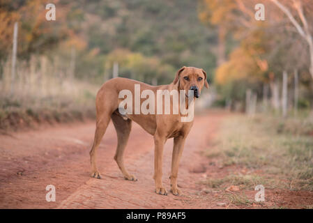 Le Rhodesian Ridgeback race d'Afrique du Sud Banque D'Images