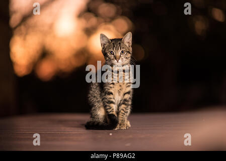 Cute kitten, portrait, photo de chat le plus mignon chaton le plus mignon photo Banque D'Images