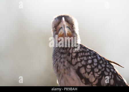 Calao à bec jaune close up portrait of funny bird Kruger Banque D'Images