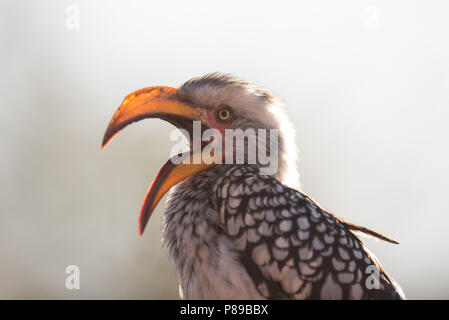 Calao à bec jaune close up portrait of funny bird Kruger Banque D'Images