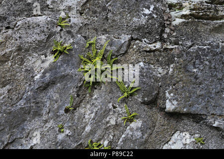 Abbaye de cong est un site historique situé à Cong, sur les frontières des comtés de Galway et de Mayo, en Irlande sur la province de Connacht. Les ruines de l'ancien Banque D'Images