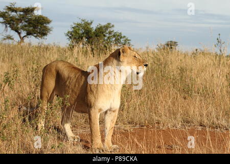 Lionne dans la furtivité de bush Masai Mara Banque D'Images