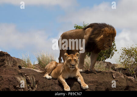 Couple lion reposant sur un rocher au Kenya Banque D'Images