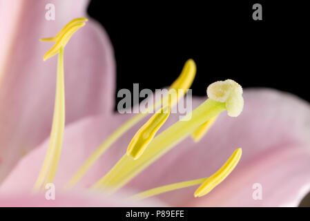 Macro close up de l'intérieur d'une lily rose montrant l'anthère, filament, style, la stigmatisation. Lilieae liliacaea, Lilium, floraison herbacée vivace, pl Banque D'Images