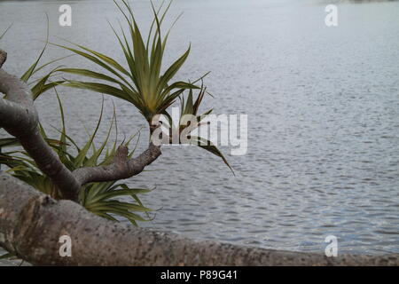 La Direction générale de la Chaume en surplomb (Screwpine Pandanus Tectorius Australianus) Plus de Southport Inlet Banque D'Images