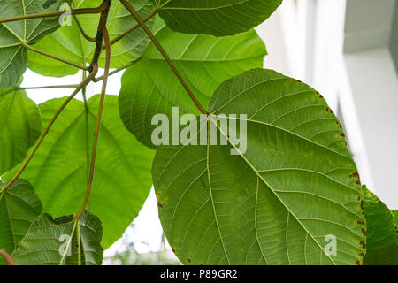 Feuilles de ficus auriculata moraceae oreille d'fig du Népal contexte structure Banque D'Images