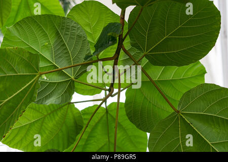 Feuilles de ficus auriculata moraceae oreille d'fig du Népal contexte structure Banque D'Images