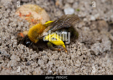 Clarke's mining (Andrena clarkella abeille) femelle adulte entrant dans son nid. Dorset, Angleterre. Avril. Banque D'Images