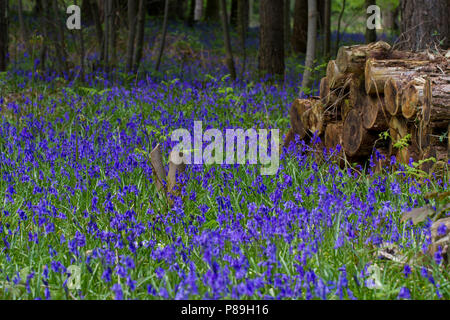 Bluebells (Hyacinthoides non-scripta) floraison dans des bois taillis récemment. Sussex, Angleterre. Mai. Banque D'Images