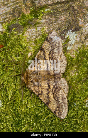 Lycia hirtaria chat (Beauté) mâle adulte en appui sur le tronc d'un hêtre. Powys, Pays de Galles. Mai. Banque D'Images