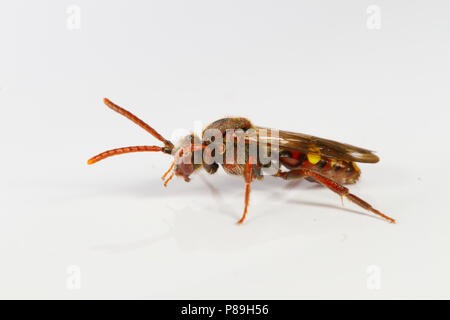 Plate à fourche (abeille nomade Nomada ruficornis) femelle adulte photographié sur un fond blanc. Powys, Pays de Galles. Mai. Banque D'Images