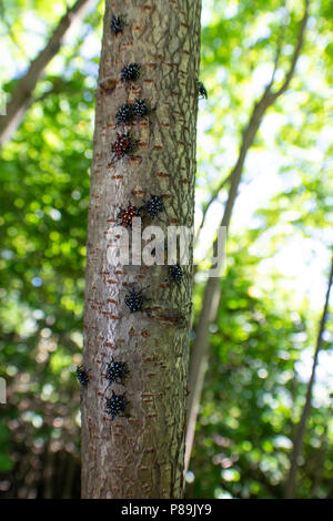 Montgomery Comté PA : A Lanternfly Lycorma (delicatula) dans plusieurs stades nymphaux sur un vinaigrier (Rhus typhina) arbrisseau. Banque D'Images