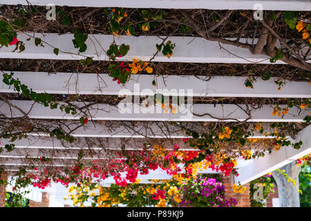 Gros plan sur une belle arbor couvertes de plantes grimpantes avec des fleurs colorées, vous détendre place, architecture Banque D'Images