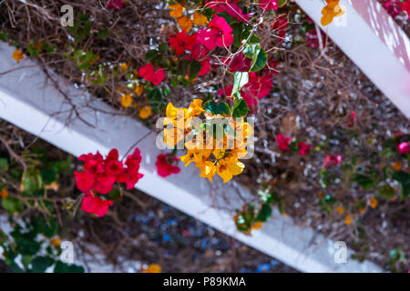 Gros plan sur une belle arbor couvertes de plantes grimpantes avec des fleurs colorées, vous détendre place, architecture Banque D'Images