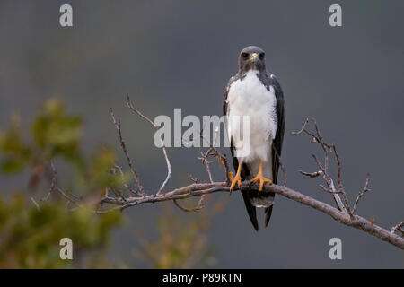 Buse à queue blanche (Geranoaetus albicaudatus perché dans un arbre. Banque D'Images