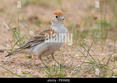 Witvleugelleeuwerik, White-winged Lark, Alauda leucoptera Banque D'Images