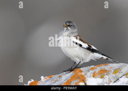 White-winged Snowfinch Montifringilla nivalis - Schneesperling - ssp. nivalis, adulte, Swiss Banque D'Images