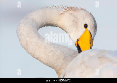 - Singschwan Cygne chanteur - Cygnus cygnus, l'Allemagne, des profils Banque D'Images