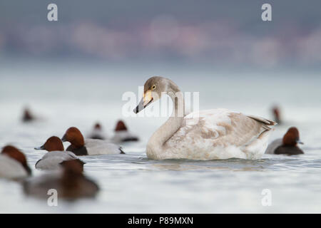 - Singschwan Cygne chanteur - Cygnus cygnus, Suisse, 2e cy Banque D'Images