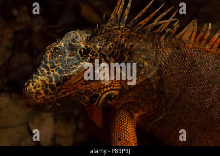 Iguane Orange est une mutation rare. L'iguane vert ont points orange mais cette mutation génétique rare est l'équivalent d'un albinos, pas de vert toute l'orange. Banque D'Images