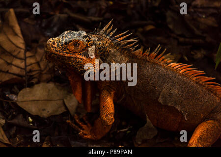 Iguane Orange est une mutation rare. L'iguane vert ont points orange mais cette mutation génétique rare est l'équivalent d'un albinos, pas de vert toute l'orange. Banque D'Images