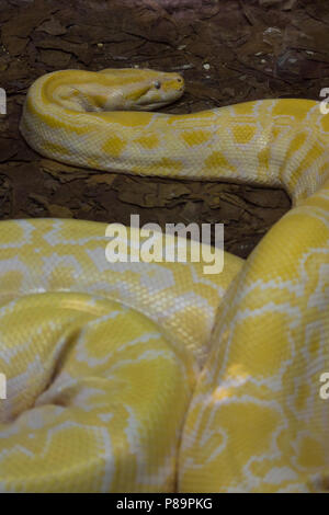 Python albinos est l'une des cinq plus grandes espèces de serpents dans le monde. Elle est originaire d'une grande zone de scieries du Sud et du Sud-Est. Ils sont Banque D'Images
