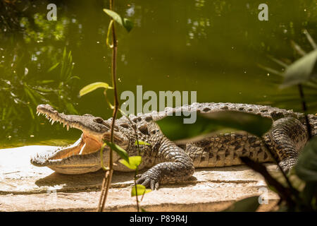 Grand pèlerin crocodile sous le soleil. Ces reptiles à sang froid ont des os qui chauffent rapidement et l'aider à gagner plus tempreature effici Banque D'Images