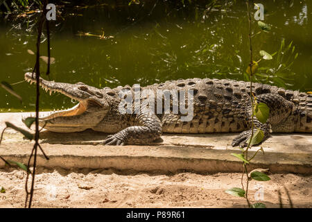 Grand pèlerin crocodile sous le soleil. Ces reptiles à sang froid ont des os qui chauffent rapidement et l'aider à gagner plus tempreature effici Banque D'Images